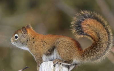 В США на воровстве рождественских угощений поймали белку-толстуху