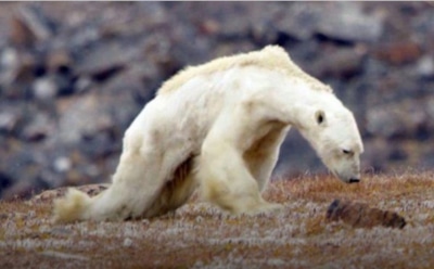 Пользователей ужаснуло видео с умирающим от голода белым медведем