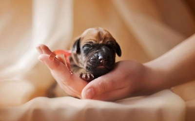 Щенки стали переносчиками опасной для человека инфекции