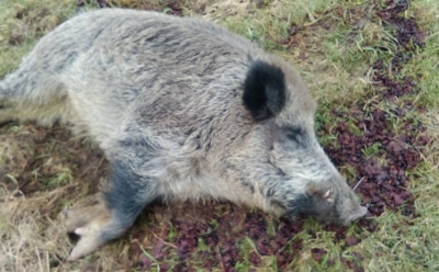 В Польше кабан сбежал с фермы и вернулся спустя неделю пьяным