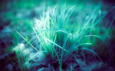 Ученые создали светящуюся траву для освещения улиц