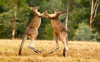 Австралиец помирил дерущихся кенгуру, обещав «пожаловаться их родителям»