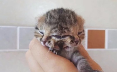В ЮАР выходили котенка с двумя носами и тремя глазами
