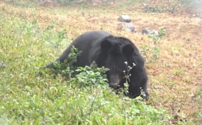 Медведица, потерявшая в неволе передние лапы, научилась ходить