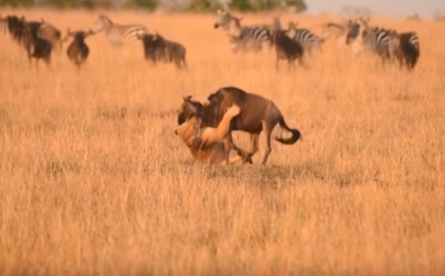 В Сети появилось видео схватки львицы и антилопы