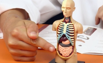 Ученые рассказали, без каких органов может жить человек