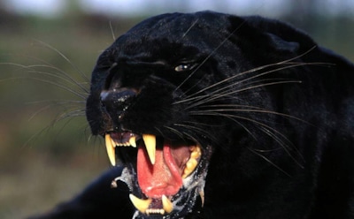 Пантера насмерть загрызла мужчину в Подмосковье