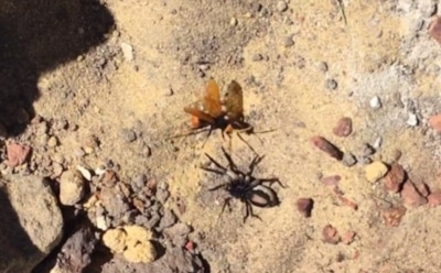 Смертельная схватка огромного паука с шершнем попала на видео