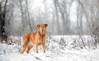 Собаки спасли от смерти пропавших в уральском лесу детей