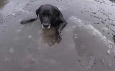 В Карелии мужчина спас провалившуюся под лед собаку