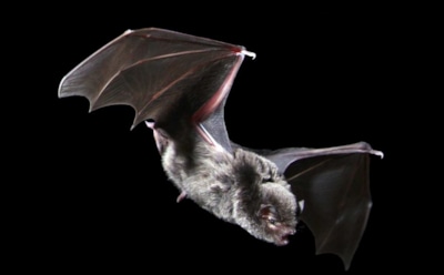Ученые: в Австралии летучие мыши «варятся» в воздухе из-за жары