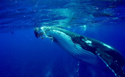 В Тихом океане горбатый кит спас дайвера от акулы