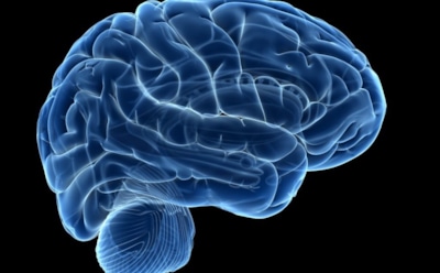 Ученые открыли способ предотвращения старения мозга