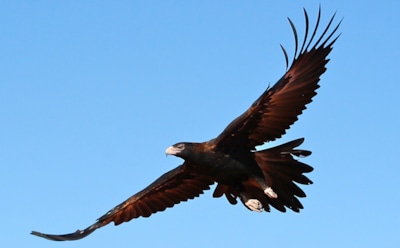 Ученые: лесные пожары в Австралии устраивают птицы