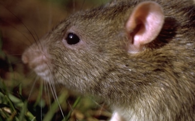 Ученые: в Средние века "черную смерть" распространяли человеческие паразиты