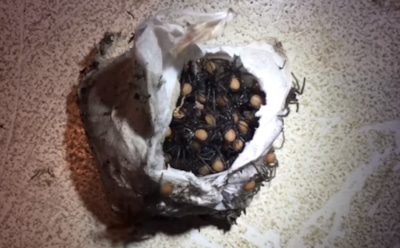 Пользователей умилило видео рождения смертельно опасных пауков