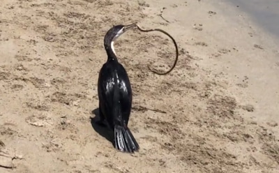 В Сети появилось видео схватки баклана и змеи