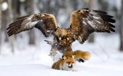 В Канаде на видео попала «дуэль» лисы и совы