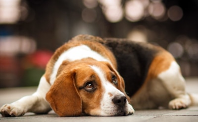 Австралиец через суд добивается разрешения на секс со своей собакой