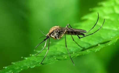 Ученые разработали новый механизм защиты от комариных укусов