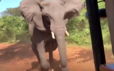 На видео сняли нападение разъяренного слона на туристов