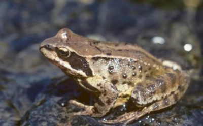 Ученые считают смену пола защитой от вырождения ДНК