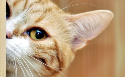 В Окленде кот рассорил семейную пару, подбросив в дом женские трусики