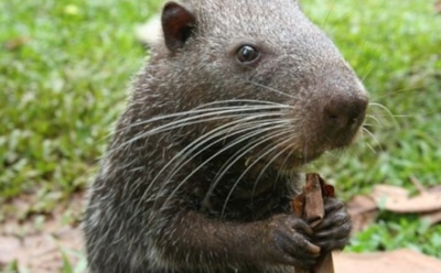 Ученые раскрыли секрет популярности ролика с "моющейся крысой"