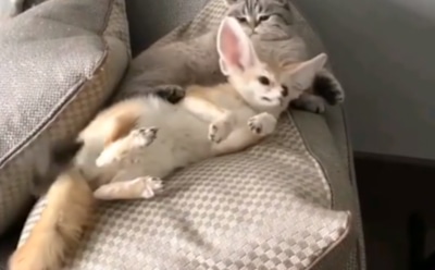 Видео с игривым лисенком Кузей за сутки набрало более 3 млн просмотров