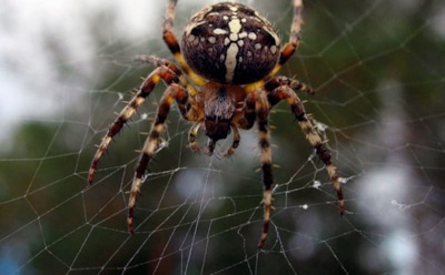 Британка уверена, что у нее в животе вылупятся пауки из-за несвежего банана