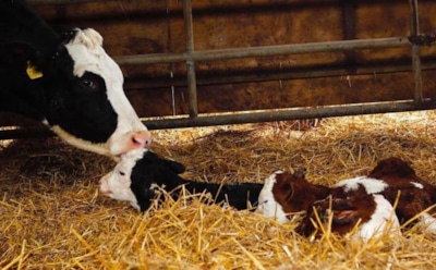 Веганы хотели затравить фермеров за снимок с телятами, но лишь подняли им продажи