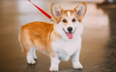 Ученые рассказали, почему собаки чаще нападают на мужчин