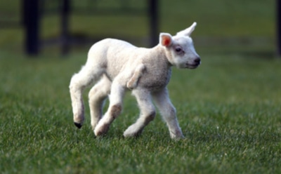 В Британии родился ягненок с пятью копытами