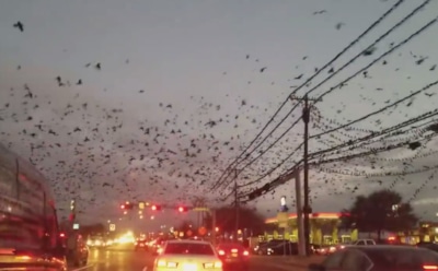 В Техасе нашествие тысяч черных птиц сравнили с хоррором Хичкока