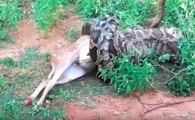 В Шри-Ланке питон проглотил оленя на глазах у туристов