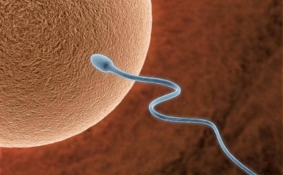 Ученые впервые вырастили полноценную яйцеклетку в лаборатории