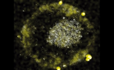 Ученые рассказали о процессе получения золота из бактерии