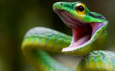 В Нигерии змея проглотила многомиллионную выручку чиновников