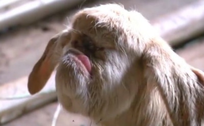 В Малайзии родился одноглазый козлик