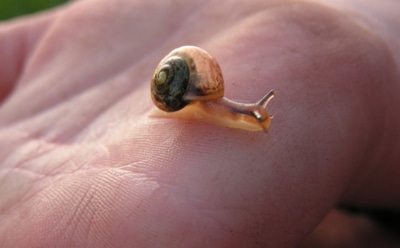 В США улитка поселилась в гноящимся локте мальчика