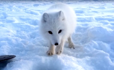 Звезда YouTube вор-песец стал героем нового видео со своей «подругой»