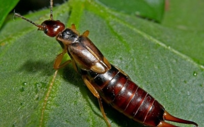 Австралийцу посоветовали сжечь дом из-за уховерток