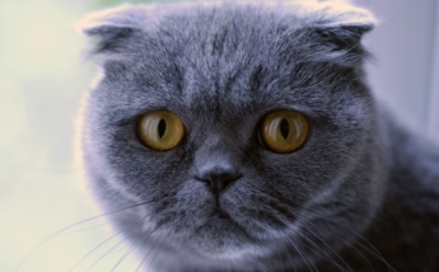 В России назвали самых популярных породистых кошек