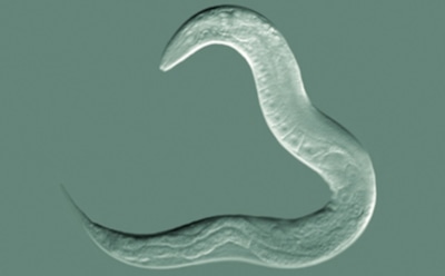 Ученые назвали источник молодости и старения