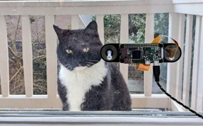 В Голландии придумали систему распознавания кошачьих морд