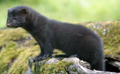 "Обнаглевшая сахалинская норка" стала звездой соцсетей, выпросив улов рыбака