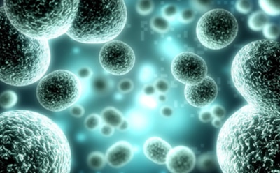 Биологи из России нашли способ «отложить» клеточную смерть