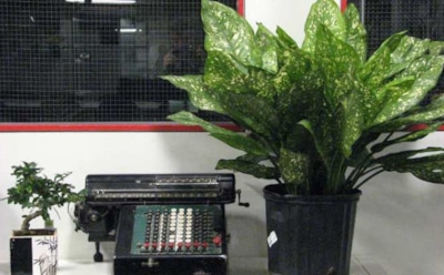 Ученые назвали 5 смертельно опасных комнатных растений