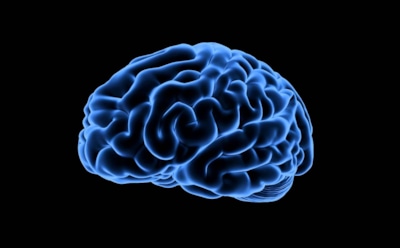 Ученые: мозг трансгендеров отличается от женского и мужского