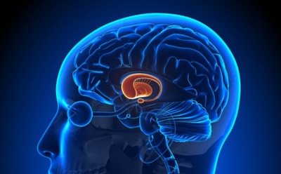 Ученые узнали, чем занят мозг во время сна